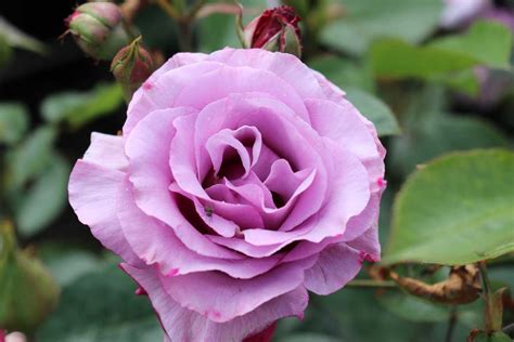 rose dioressence
